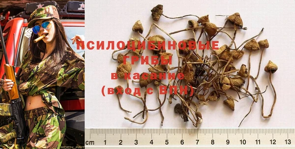 ПСИЛОЦИБИНОВЫЕ ГРИБЫ Аркадак