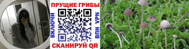Галлюциногенные грибы Psilocybine cubensis  закладка  hydra ссылки  Нижние Серги 
